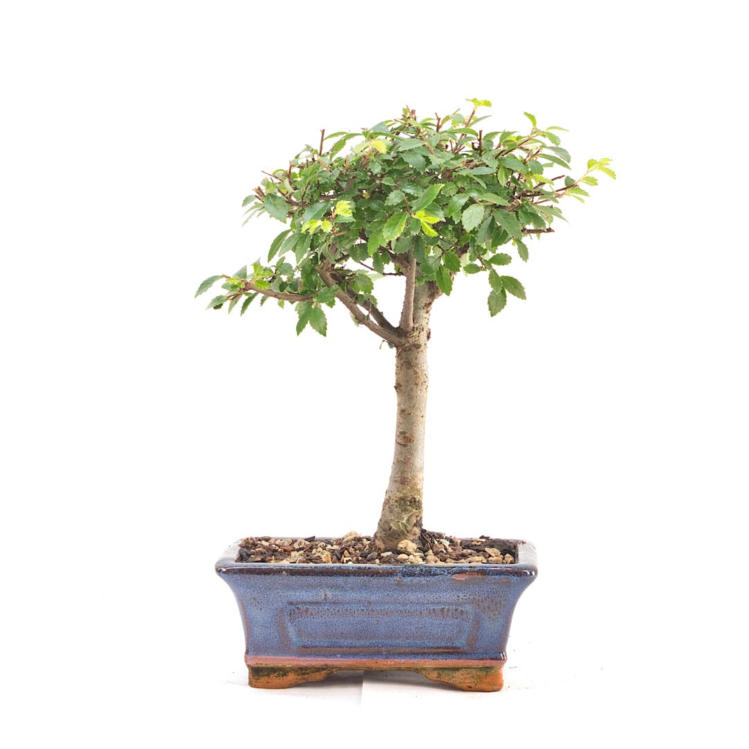 Chinesische Ulme 'Zelkova parvifolia'